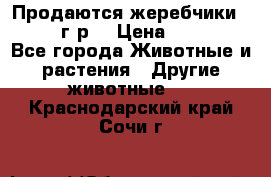 Продаются жеребчики 14,15 16 г.р  › Цена ­ 177 000 - Все города Животные и растения » Другие животные   . Краснодарский край,Сочи г.